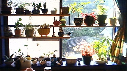 窓に植物用の棚を作る 次は何をしようかな